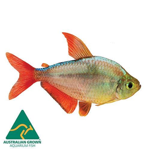 the-fish-farm Tetra Colombian Tetra 3cm Colombia Tetra 3cm- The Fish Farm