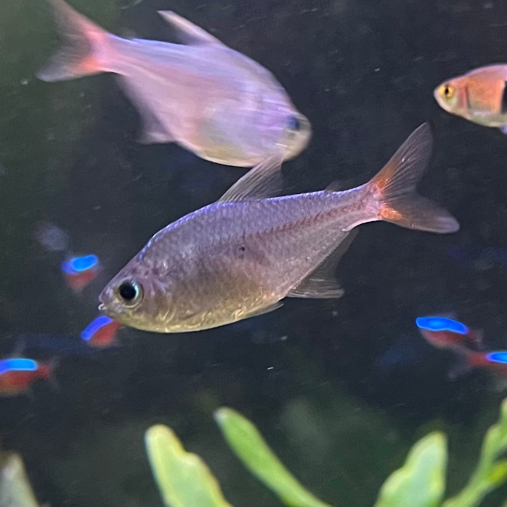 the-fish-farm Tetra Colombian Tetra 3cm Colombia Tetra 3cm- The Fish Farm