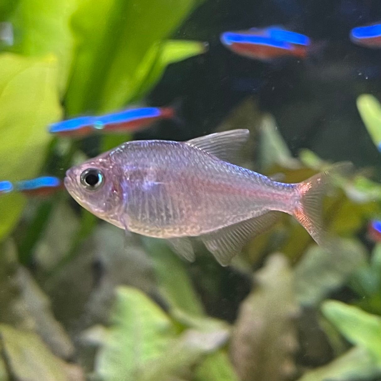 the-fish-farm Tetra Colombian Tetra 3cm Colombia Tetra 3cm- The Fish Farm