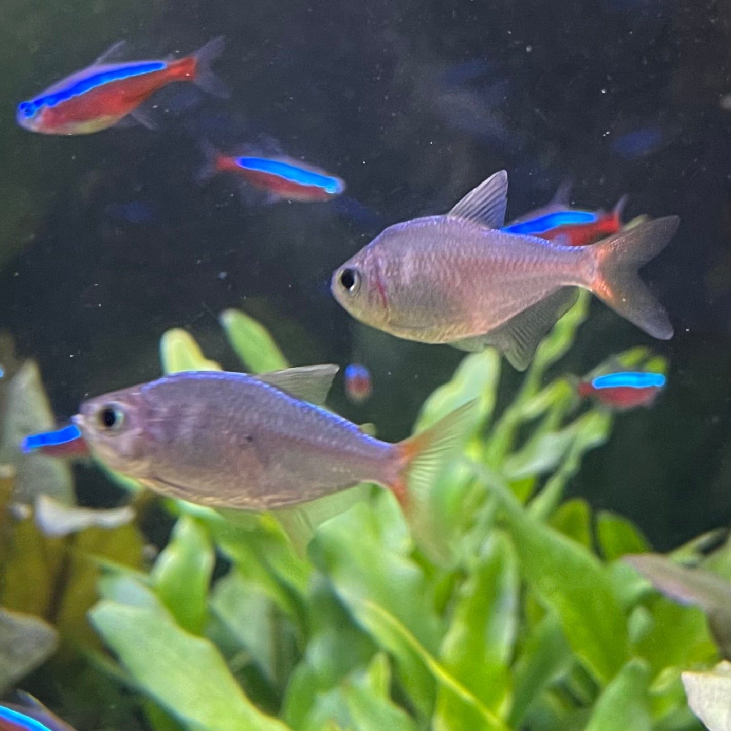 the-fish-farm Tetra Colombian Tetra 3cm Colombia Tetra 3cm- The Fish Farm