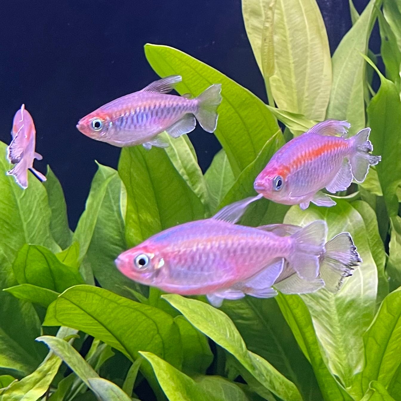 the-fish-farm Tetra Congo Tetra (4-6cm) Congo Tetra - The Fish Farm