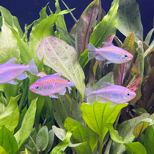 the-fish-farm Tetra Congo Tetra (4-6cm) Congo Tetra - The Fish Farm