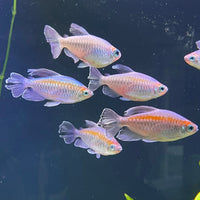 the-fish-farm Tetra Congo Tetra (4-6cm) Congo Tetra - The Fish Farm