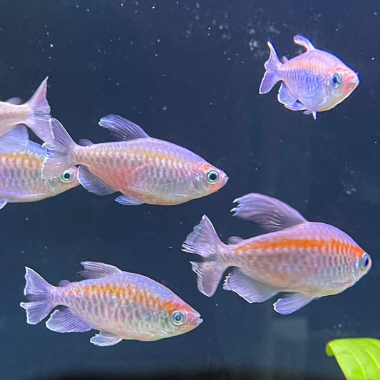 the-fish-farm Tetra Congo Tetra (4-6cm) Congo Tetra - The Fish Farm