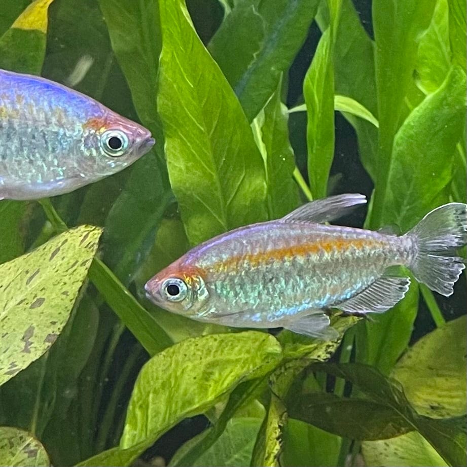 the-fish-farm Tetra Congo Tetra (4-6cm) Congo Tetra - The Fish Farm