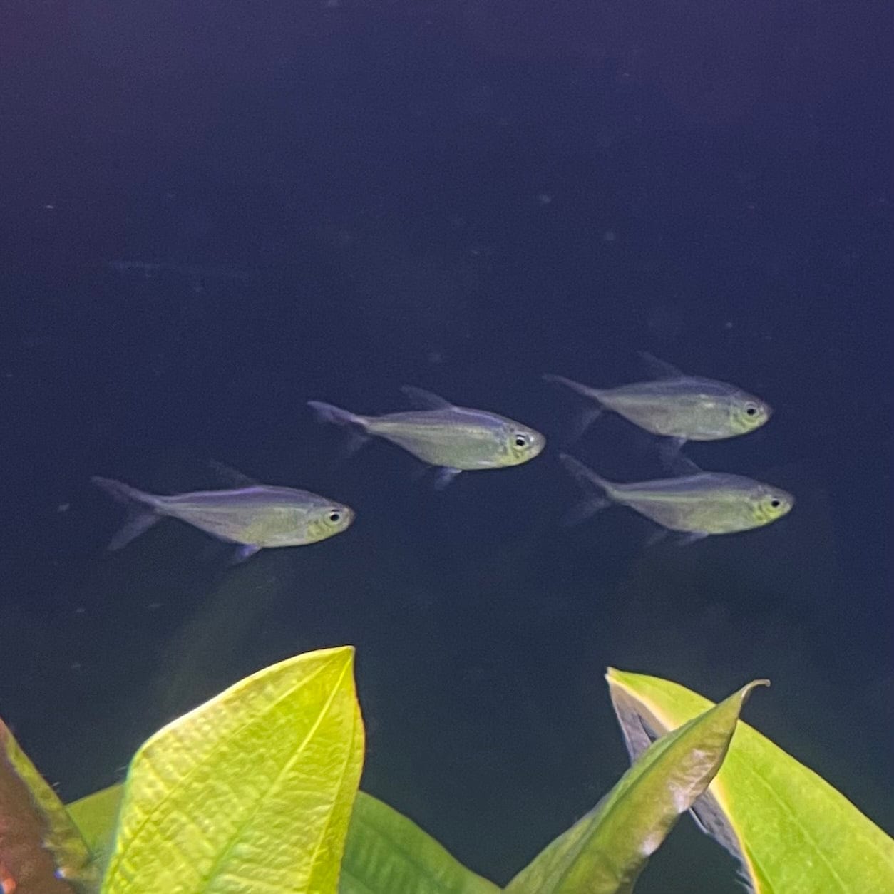 the-fish-farm Tetra Costae Tetra (3cm) Costae Tetra 3cm  - The Fish Farm
