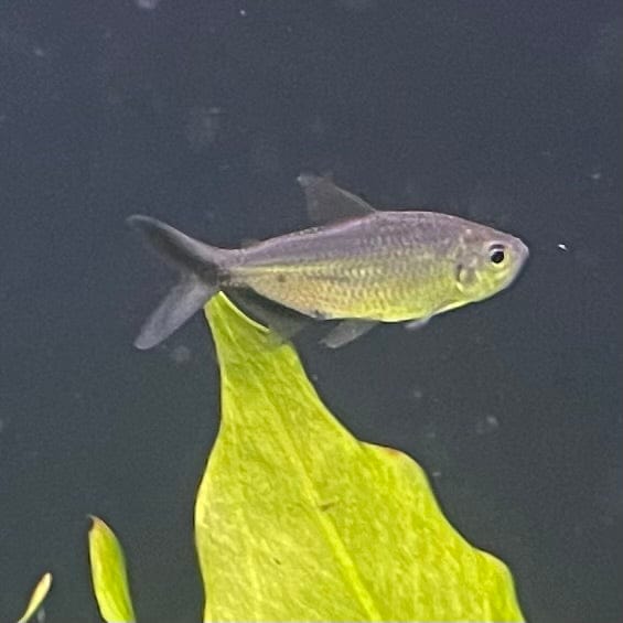 the-fish-farm Tetra Costae Tetra (3cm) Costae Tetra 3cm  - The Fish Farm