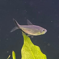 the-fish-farm Tetra Costae Tetra (3cm) Costae Tetra 3cm  - The Fish Farm