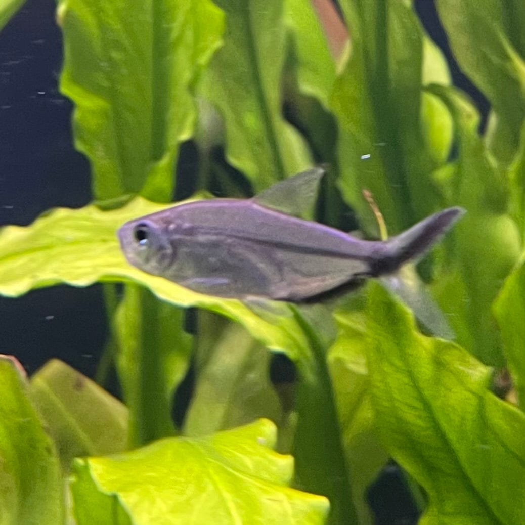 the-fish-farm Tetra Costae Tetra (3cm) Costae Tetra 3cm  - The Fish Farm