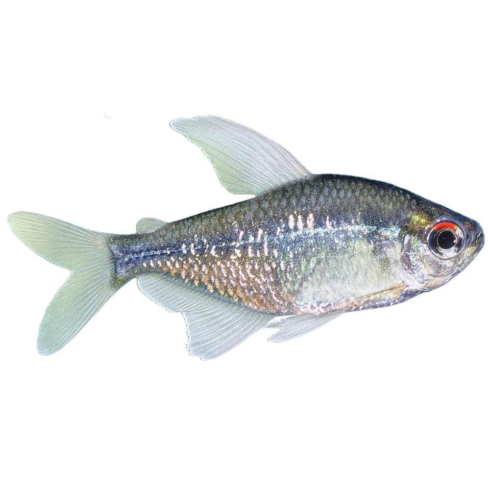 the-fish-farm Tetra Diamond Tetra 3cm Diamond Tetra 3cm  - The Fish Farm