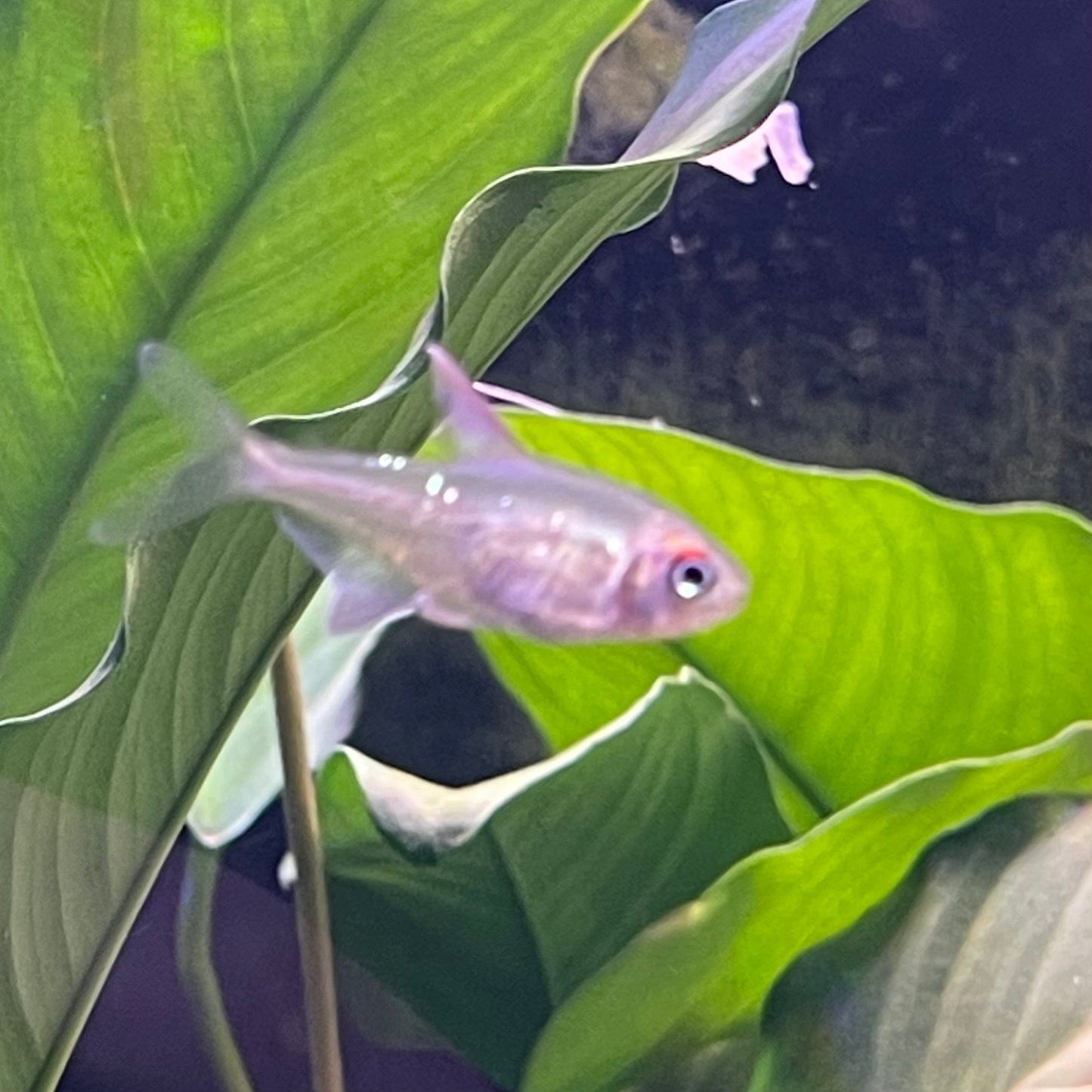 the-fish-farm Tetra Diamond Tetra 3cm Diamond Tetra 3cm  - The Fish Farm