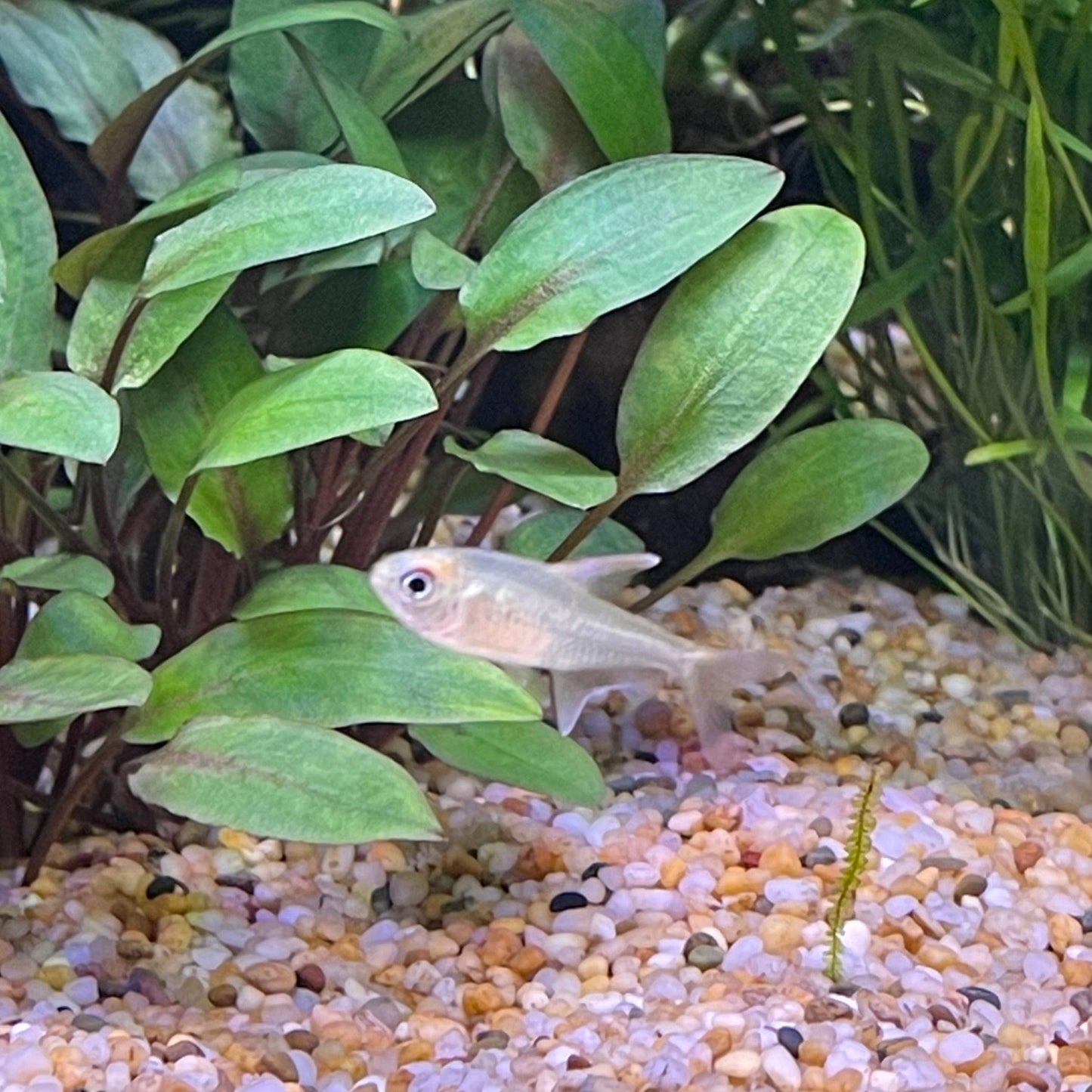 the-fish-farm Tetra Diamond Tetra 3cm Diamond Tetra 3cm  - The Fish Farm