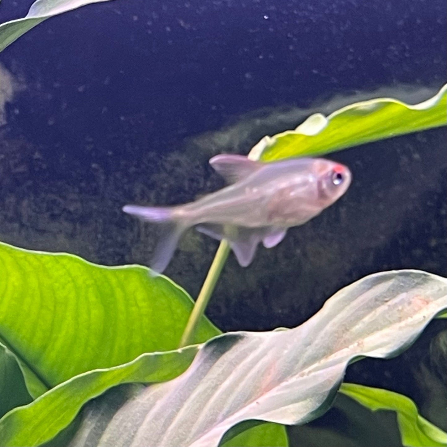 the-fish-farm Tetra Diamond Tetra 3cm Diamond Tetra 3cm  - The Fish Farm