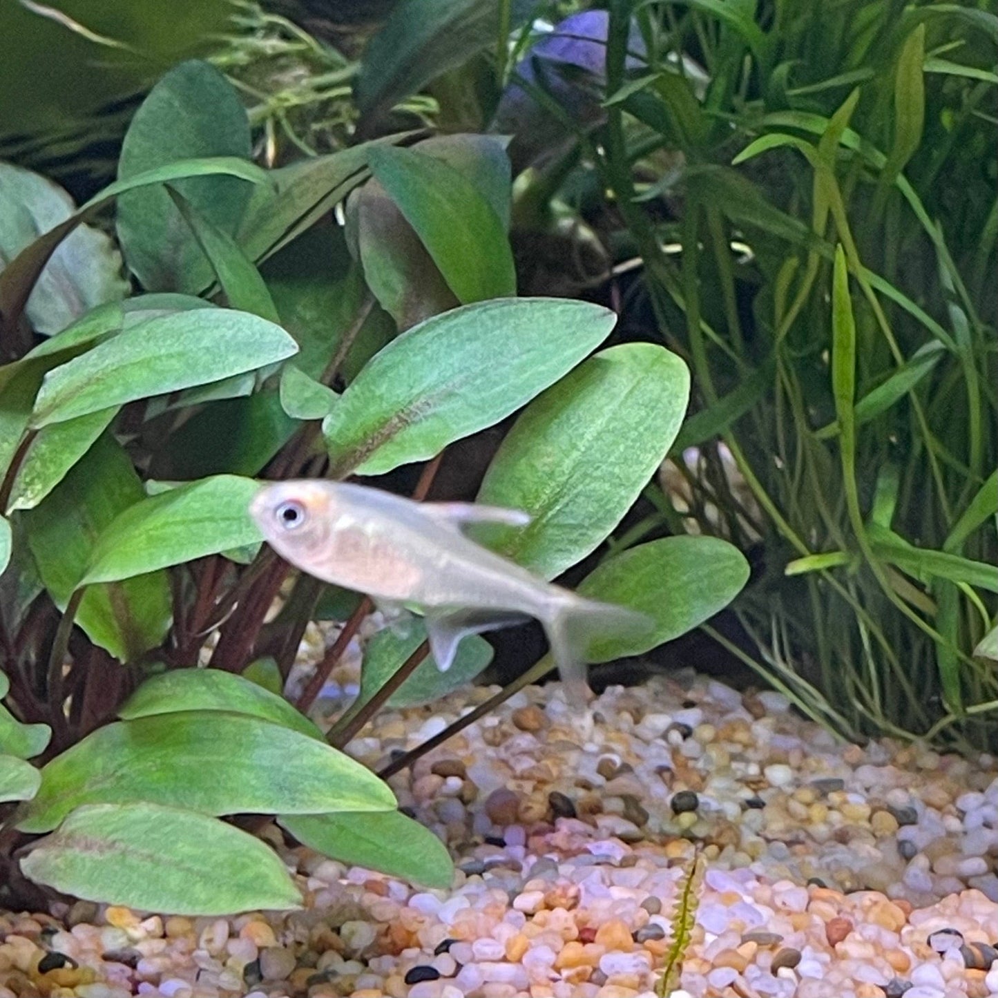 the-fish-farm Tetra Diamond Tetra 3cm Diamond Tetra 3cm  - The Fish Farm