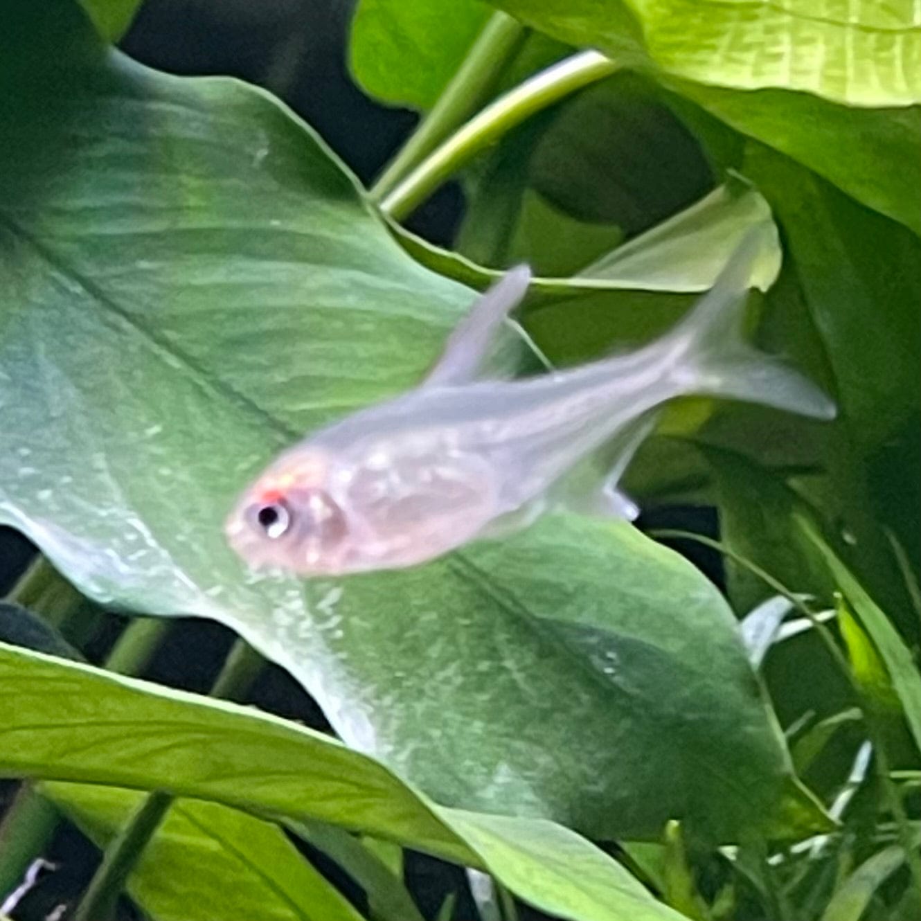 the-fish-farm Tetra Diamond Tetra 3cm Diamond Tetra 3cm  - The Fish Farm