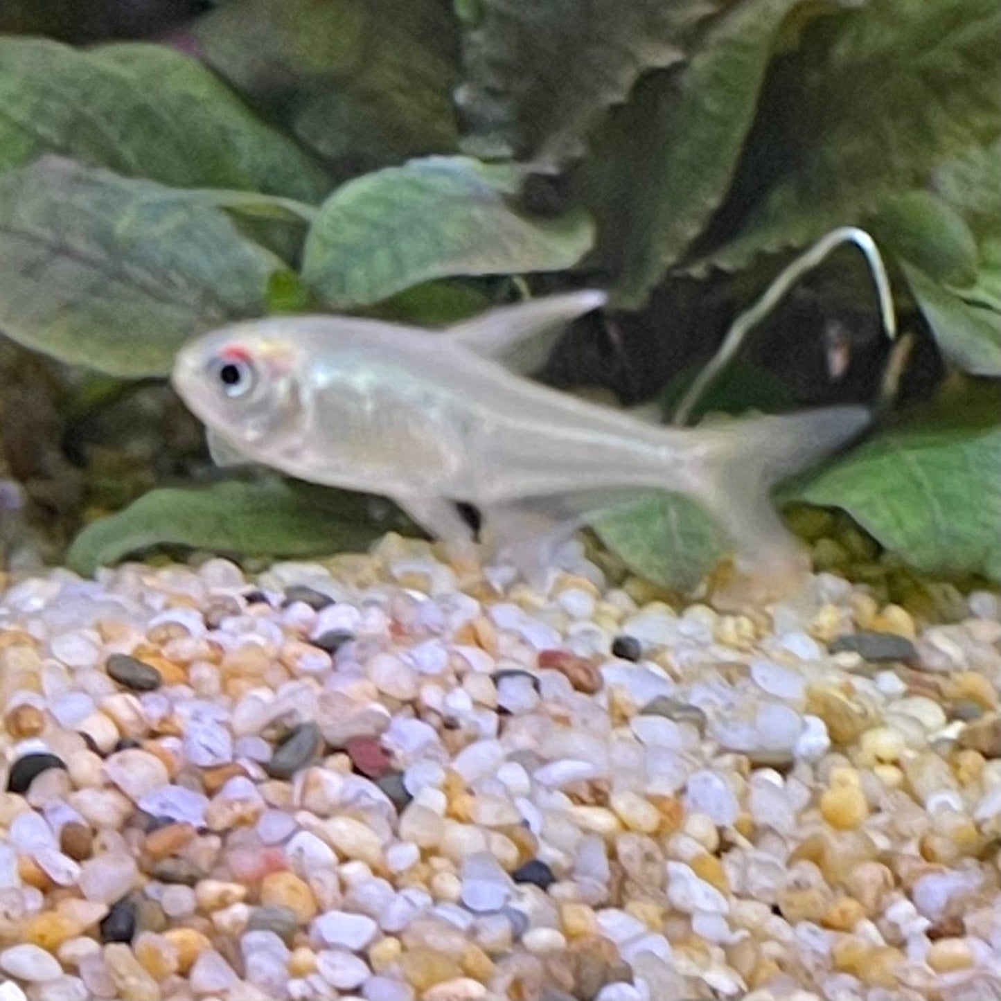 the-fish-farm Tetra Diamond Tetra 3cm Diamond Tetra 3cm  - The Fish Farm