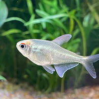 the-fish-farm Tetra Diamond Tetra 3cm Diamond Tetra 3cm  - The Fish Farm