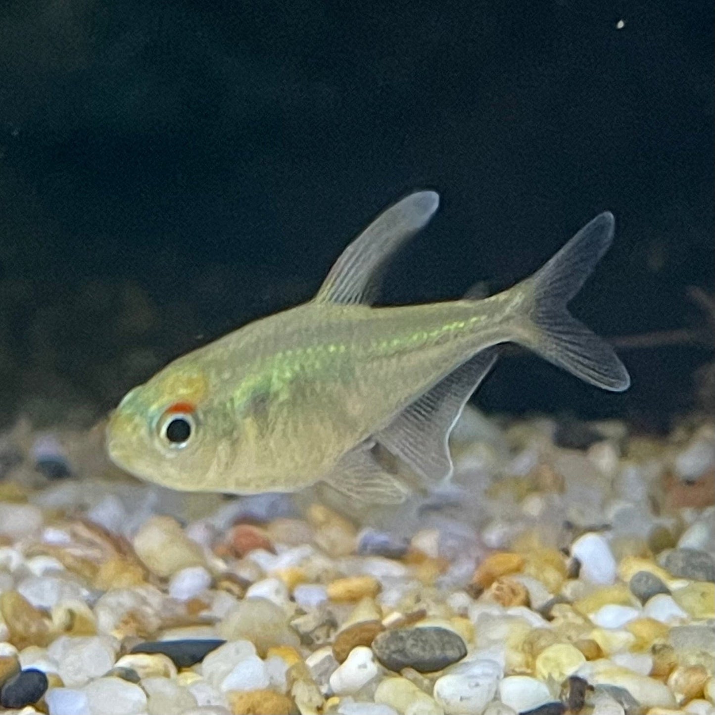 the-fish-farm Tetra Diamond Tetra 3cm Diamond Tetra 3cm  - The Fish Farm