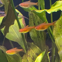 the-fish-farm Tetra Ember Tetra (1.5-2.5cm) Ember Tetra - The Fish Farm