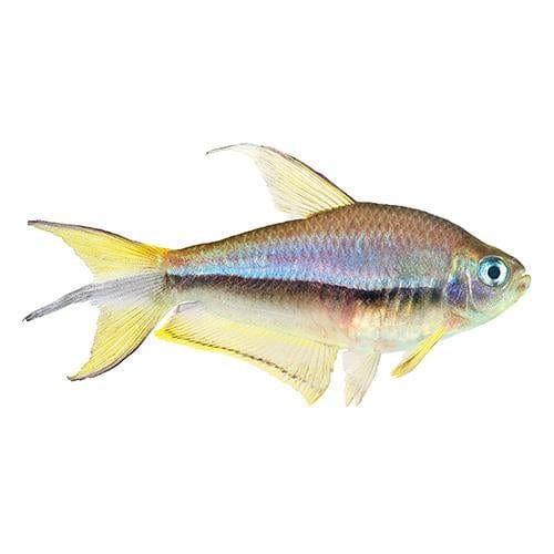 the-fish-farm Tetra Emperor Tetra 3cm Tetra Emperor 3cm - The Fish Farm