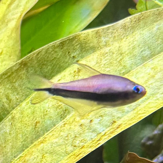 the-fish-farm Tetra Emperor Tetra 3cm Tetra Emperor 3cm - The Fish Farm