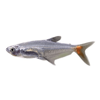 the-fish-farm Tetra Glass Bloodfin Tetra Glass Bloodfin Tetra - The Fish Farm