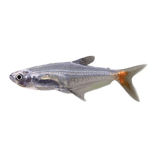 the-fish-farm Tetra Glass Bloodfin Tetra Glass Bloodfin Tetra - The Fish Farm