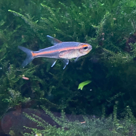 the-fish-farm Tetra Glowlight Tetra 3cm Glowlight Tetra 3cm - The Fish Farm