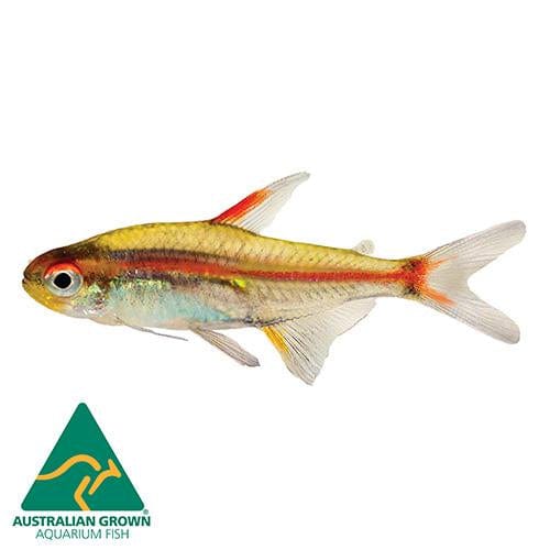 the-fish-farm Tetra Glowlight Tetra 3cm Glowlight Tetra 3cm - The Fish Farm