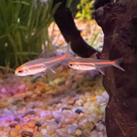 the-fish-farm Tetra Glowlight Tetra 3cm Glowlight Tetra 3cm - The Fish Farm