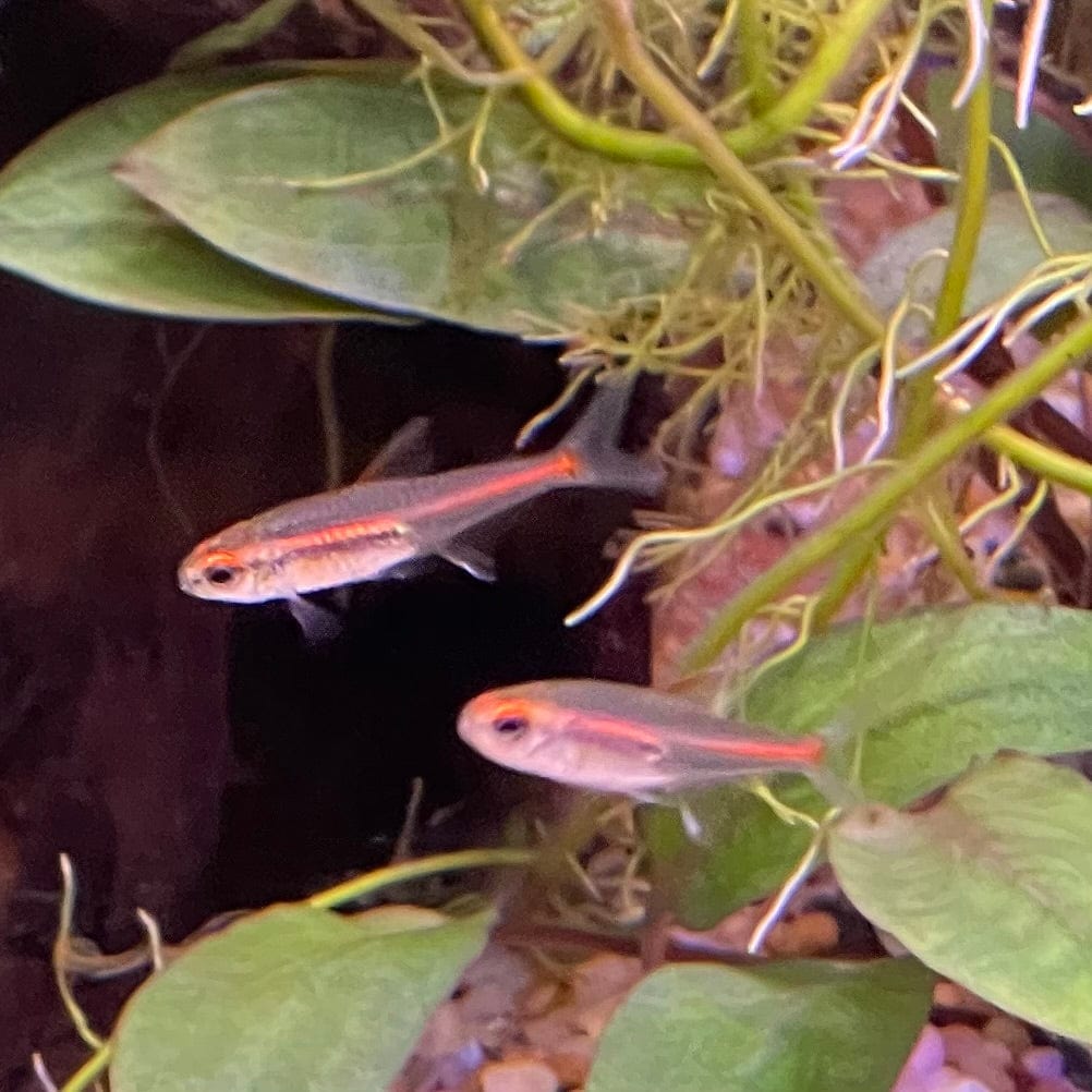the-fish-farm Tetra Glowlight Tetra 3cm Glowlight Tetra 3cm - The Fish Farm
