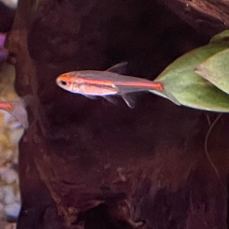 the-fish-farm Tetra Glowlight Tetra 3cm Glowlight Tetra 3cm - The Fish Farm