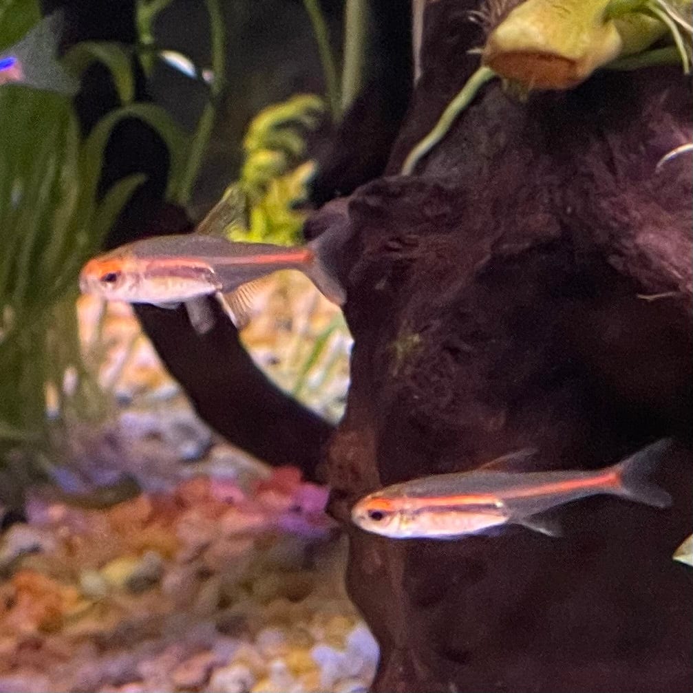 the-fish-farm Tetra Glowlight Tetra 3cm Glowlight Tetra 3cm - The Fish Farm