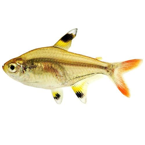 the-fish-farm Tetra Gold Pristella Tetra (3cm) Gold Pristella Tetra - The Fish Farm