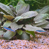 the-fish-farm Tetra Green Neon Tetra (1.5-2cm) Green Neon Tetra 1.5cm  - The Fish Farm