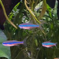 the-fish-farm Tetra Green Neon Tetra (1.5-2cm) Green Neon Tetra 1.5cm  - The Fish Farm