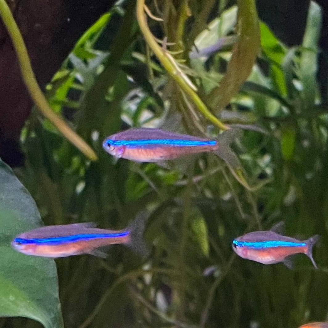the-fish-farm Tetra Green Neon Tetra (1.5-2cm) Green Neon Tetra 1.5cm  - The Fish Farm