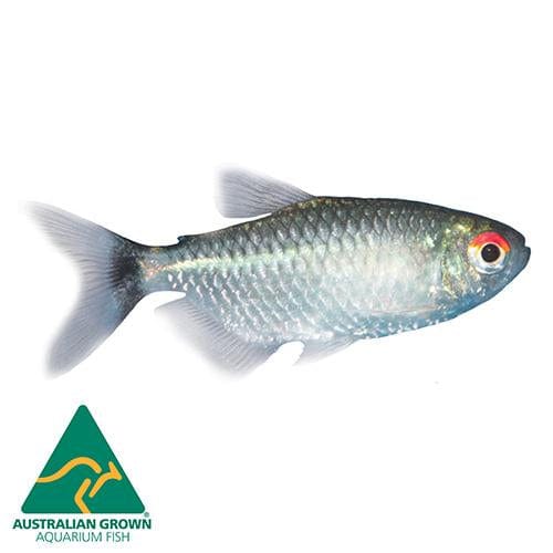 the-fish-farm Tetra Lampeye Tetra 3cm Lampeye Tetra 3cm - The Fish Farm