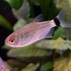 the-fish-farm Tetra Lampeye Tetra 3cm Lampeye Tetra 3cm - The Fish Farm