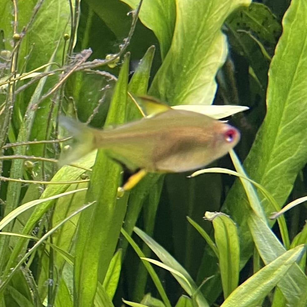 the-fish-farm Tetra Lemon Tetra (3cm) Lemon Tetra 3cm- The Fish Farm
