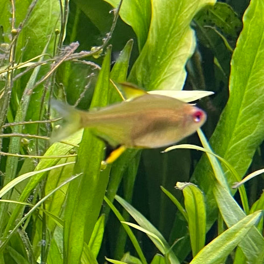 the-fish-farm Tetra Lemon Tetra (3cm) Lemon Tetra 3cm- The Fish Farm
