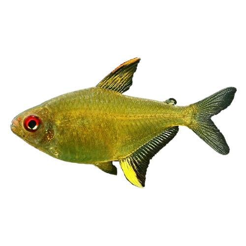 the-fish-farm Tetra Lemon Tetra 3cm Lemon Tetra 3cm- The Fish Farm