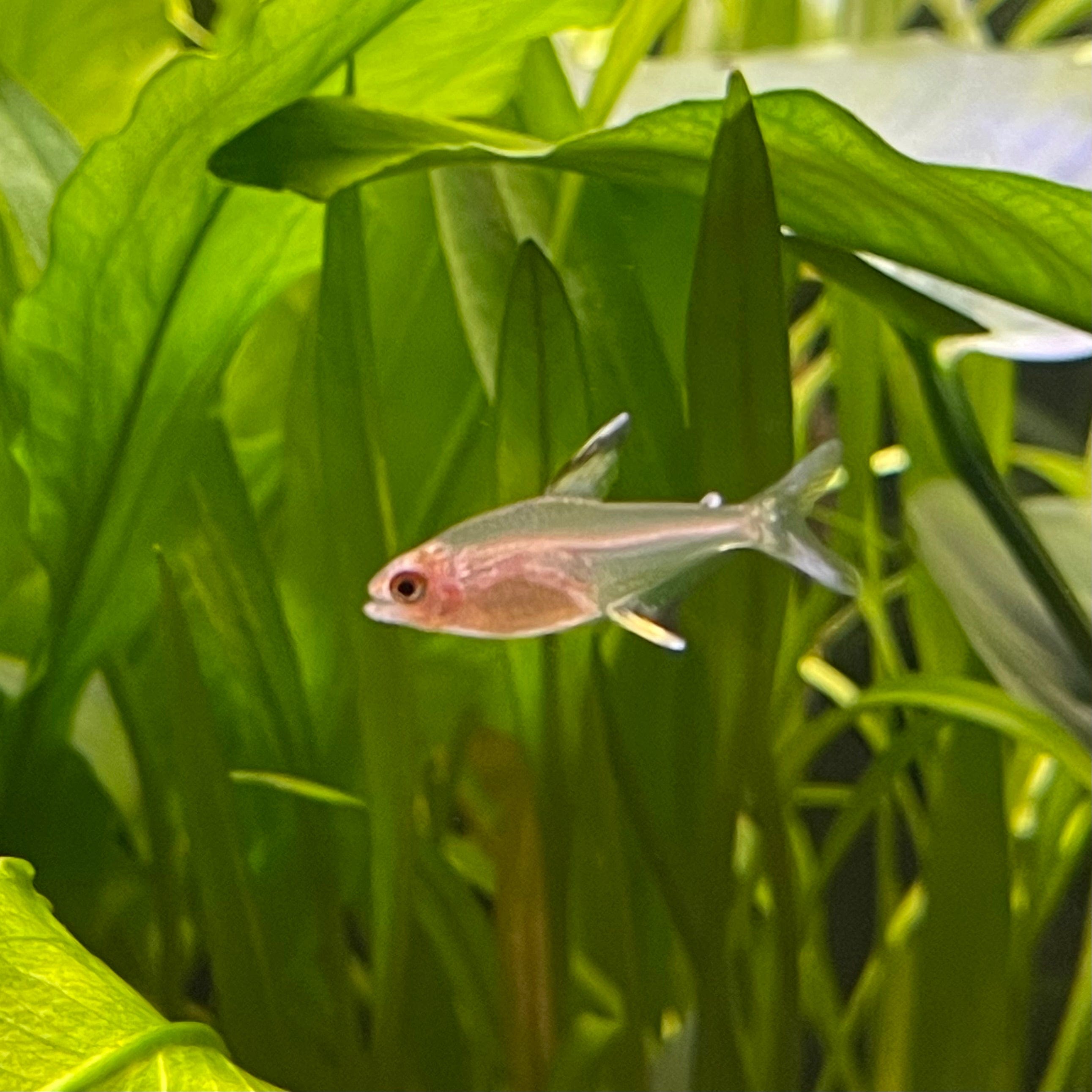 the-fish-farm Tetra Lemon Tetra (3cm) Lemon Tetra 3cm- The Fish Farm