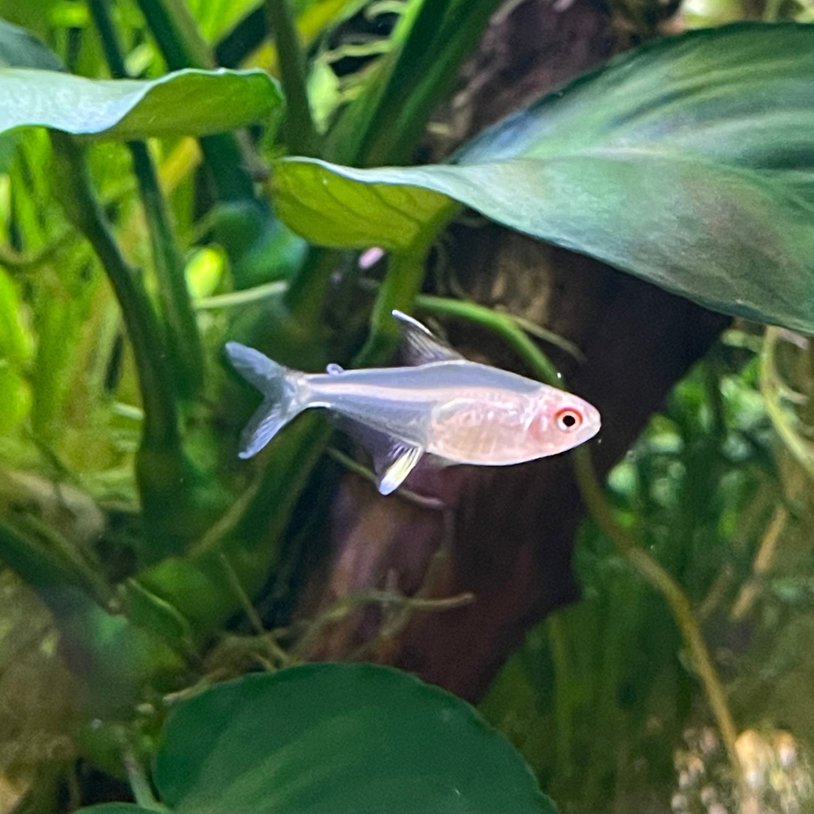 the-fish-farm Tetra Lemon Tetra (3cm) Lemon Tetra 3cm- The Fish Farm