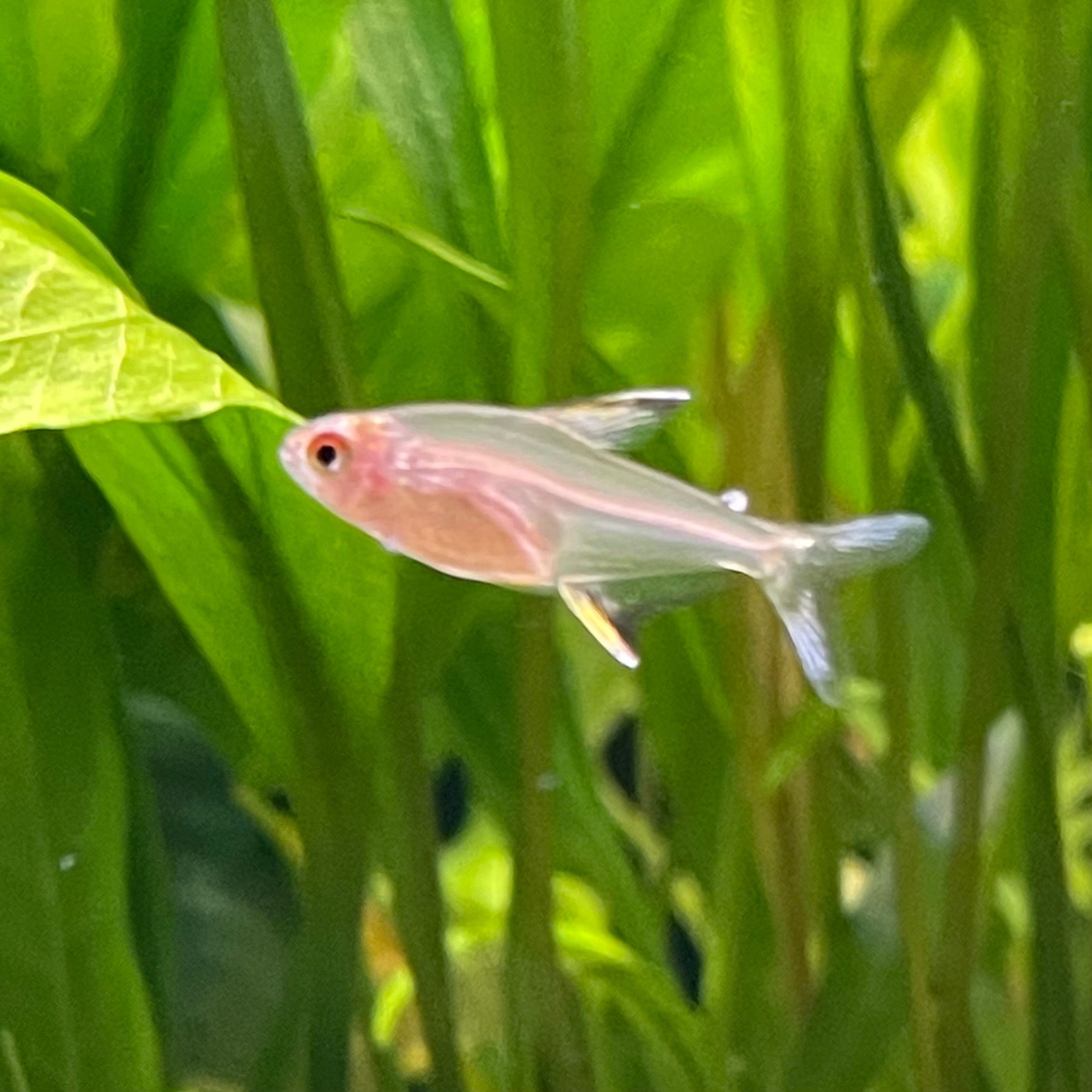 the-fish-farm Tetra Lemon Tetra (3cm) Lemon Tetra 3cm- The Fish Farm