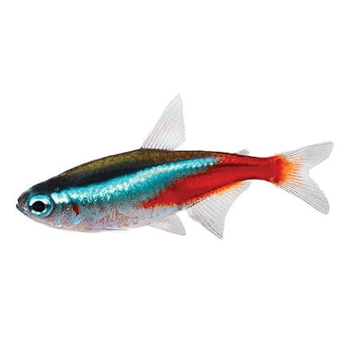 the-fish-farm Tetra Neon Tetra Neon Tetra - The Fish Farm
