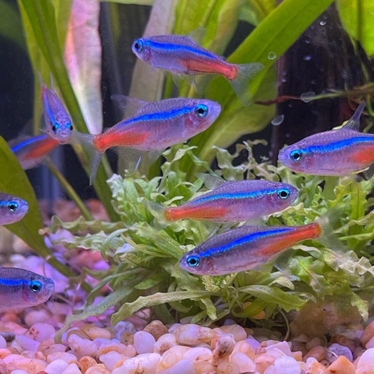 the-fish-farm Tetra Neon Tetra Neon Tetra - The Fish Farm