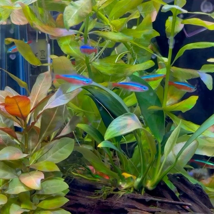 the-fish-farm Tetra Neon Tetra Neon Tetra - The Fish Farm