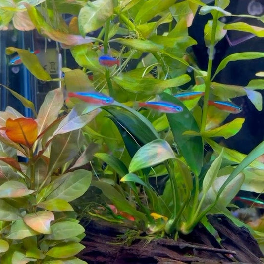 the-fish-farm Tetra Neon Tetra Neon Tetra - The Fish Farm