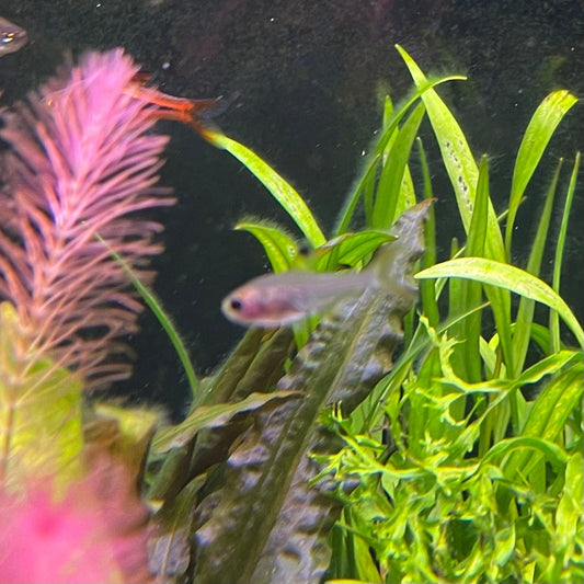 the-fish-farm Tetra Pristella Tetra (3cm) Pristella Tetra 3cm - The Fish Farm